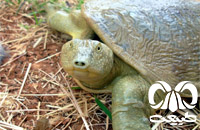 گونه لاکپشت فراتی Mesopotamian Softshell Turtle